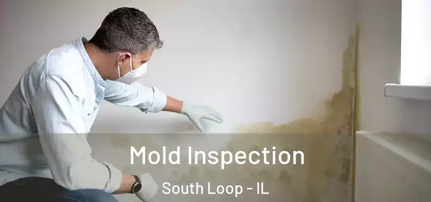  Mold Inspection South Loop - IL