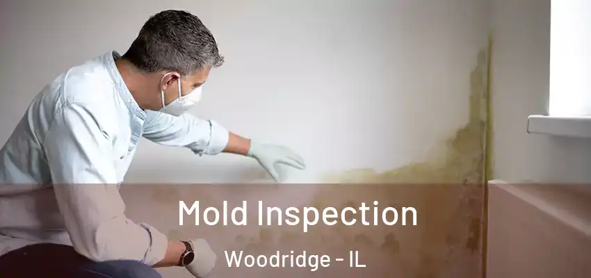  Mold Inspection Woodridge - IL