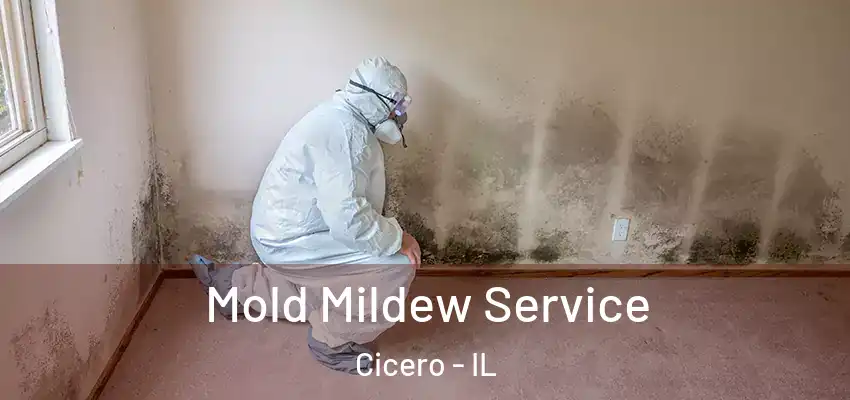  Mold Mildew Service Cicero - IL