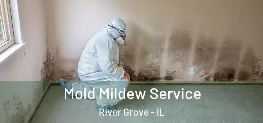  Mold Mildew Service River Grove - IL