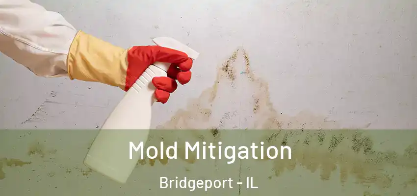  Mold Mitigation Bridgeport - IL