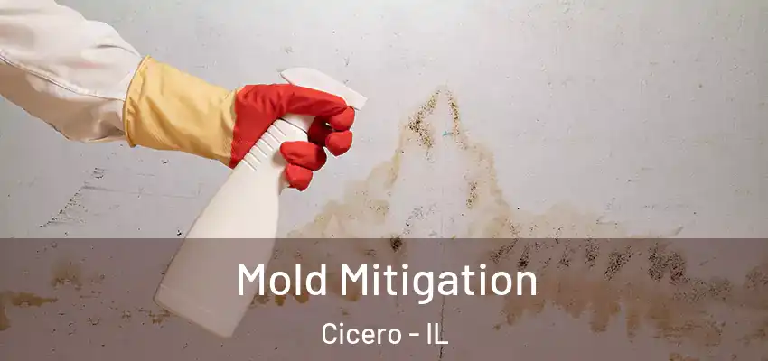  Mold Mitigation Cicero - IL
