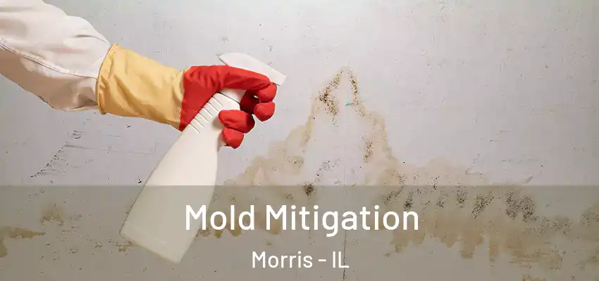  Mold Mitigation Morris - IL