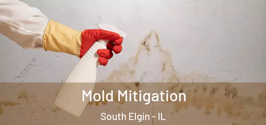  Mold Mitigation South Elgin - IL