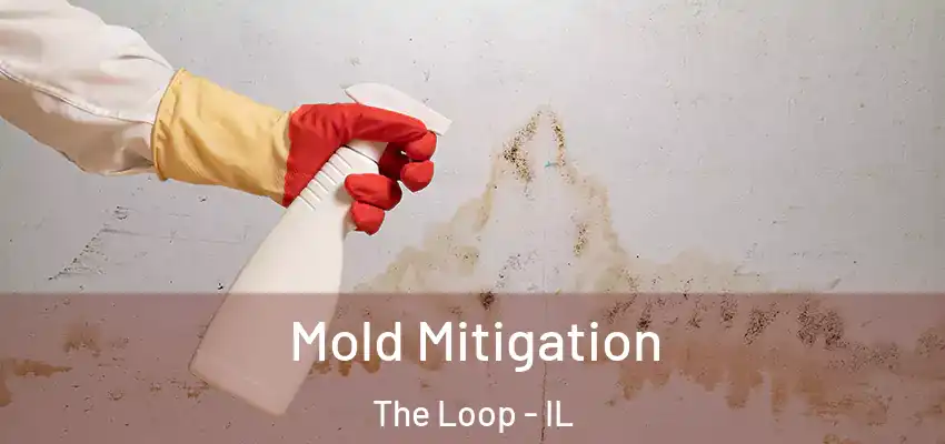  Mold Mitigation The Loop - IL