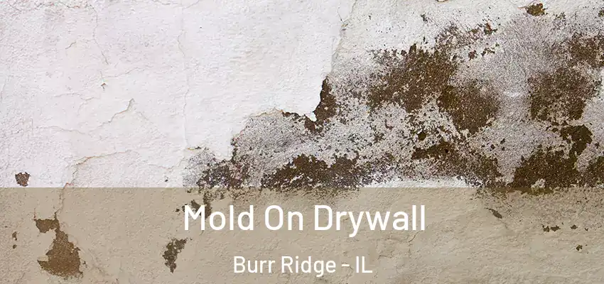  Mold On Drywall Burr Ridge - IL