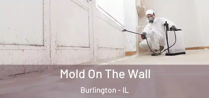  Mold On The Wall Burlington - IL