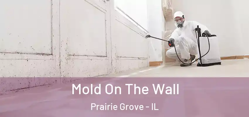  Mold On The Wall Prairie Grove - IL