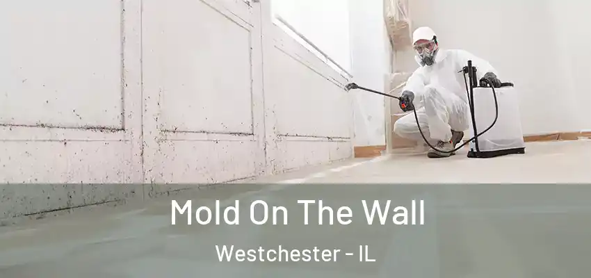  Mold On The Wall Westchester - IL
