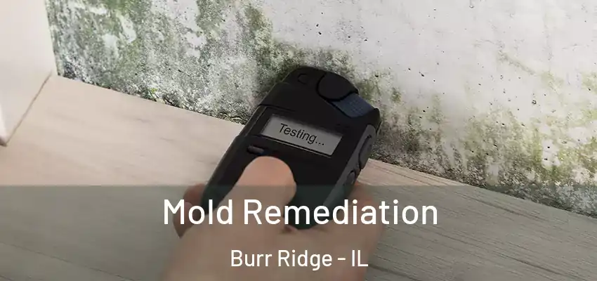 Mold Remediation Burr Ridge - IL