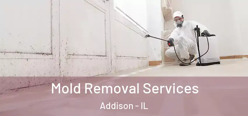  Mold Removal Services Addison - IL