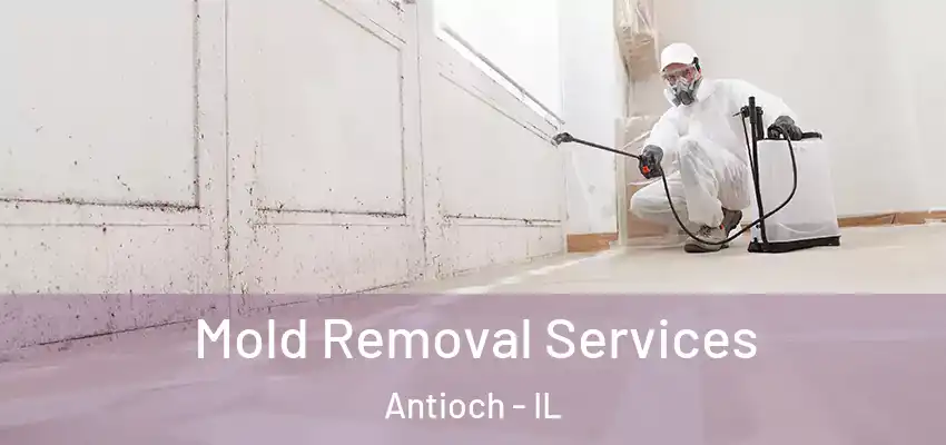  Mold Removal Services Antioch - IL