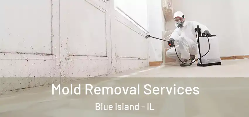 Mold Removal Services Blue Island - IL