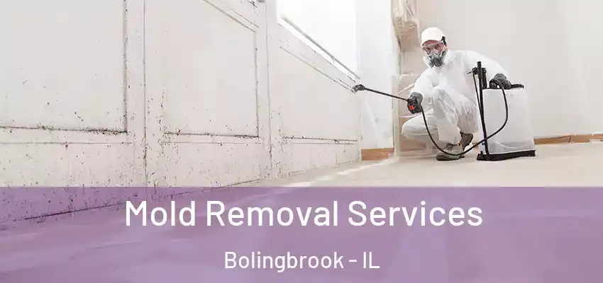  Mold Removal Services Bolingbrook - IL