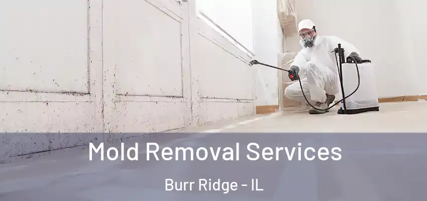  Mold Removal Services Burr Ridge - IL
