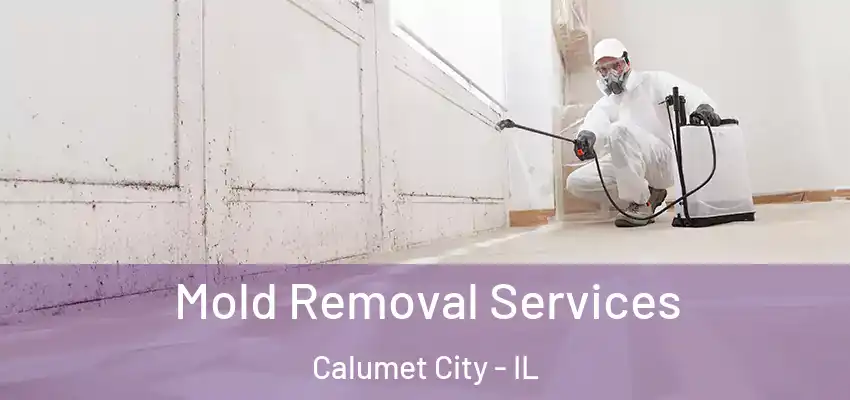  Mold Removal Services Calumet City - IL
