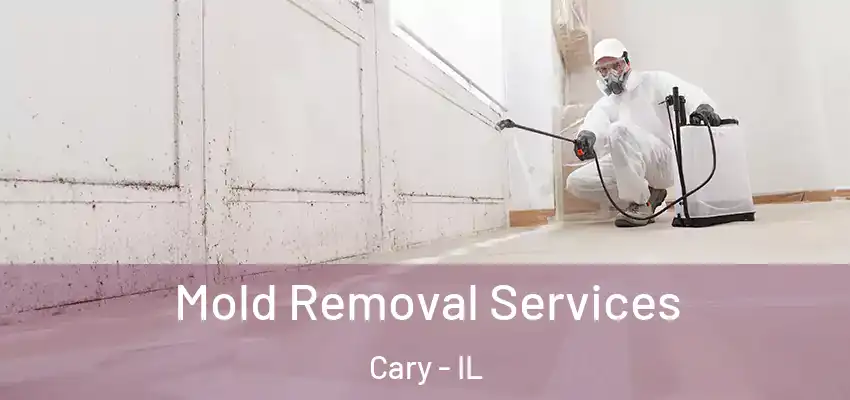 Mold Removal Services Cary - IL