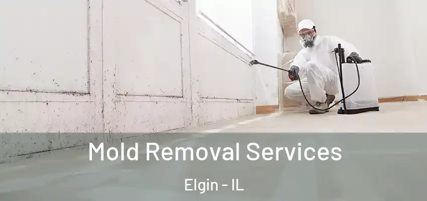  Mold Removal Services Elgin - IL