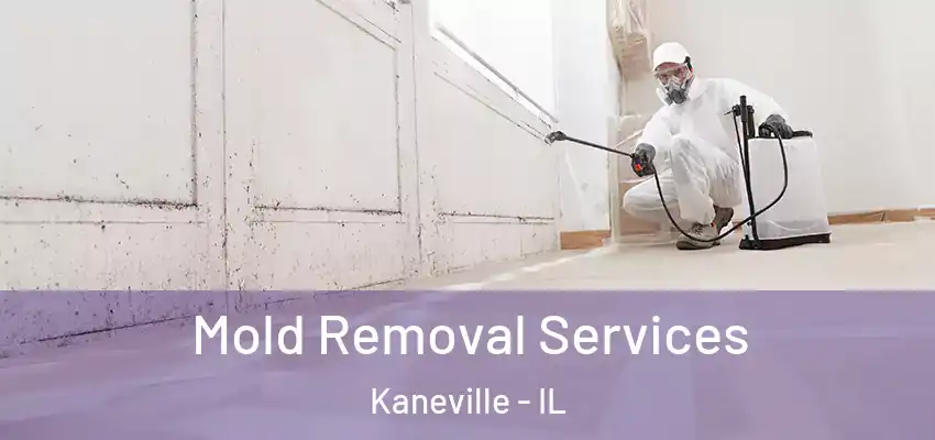  Mold Removal Services Kaneville - IL