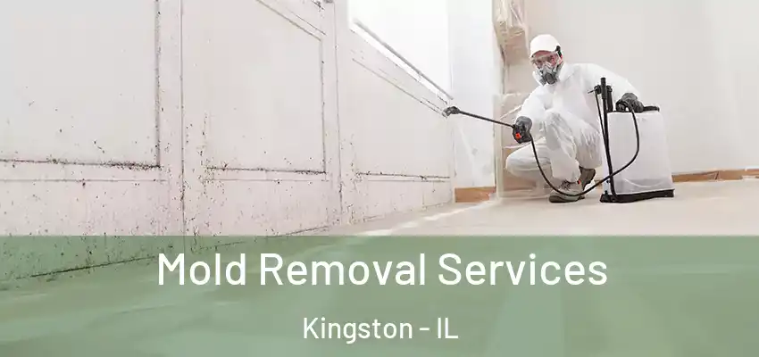  Mold Removal Services Kingston - IL
