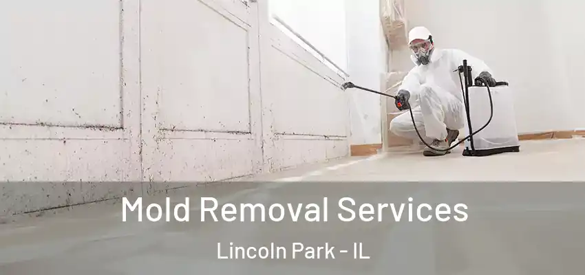  Mold Removal Services Lincoln Park - IL