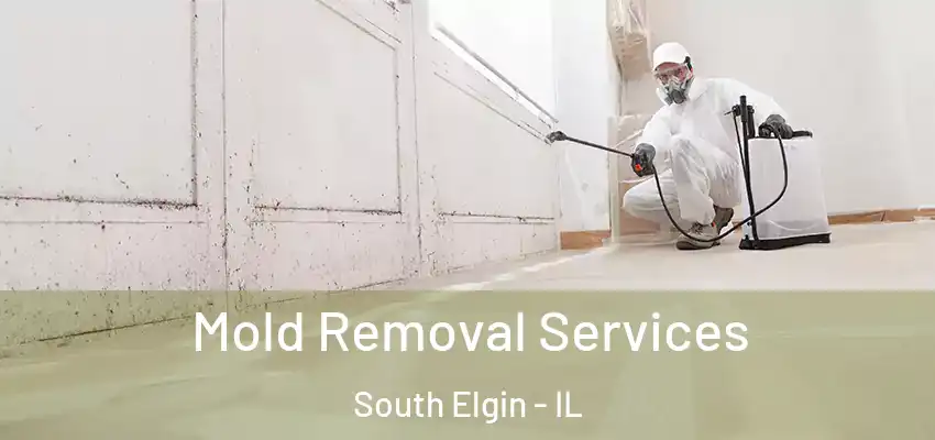  Mold Removal Services South Elgin - IL