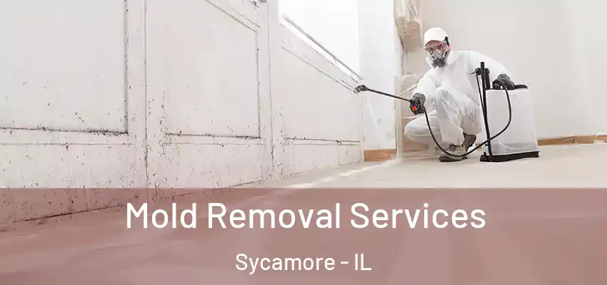 Mold Removal Services Sycamore - IL