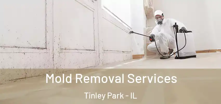  Mold Removal Services Tinley Park - IL