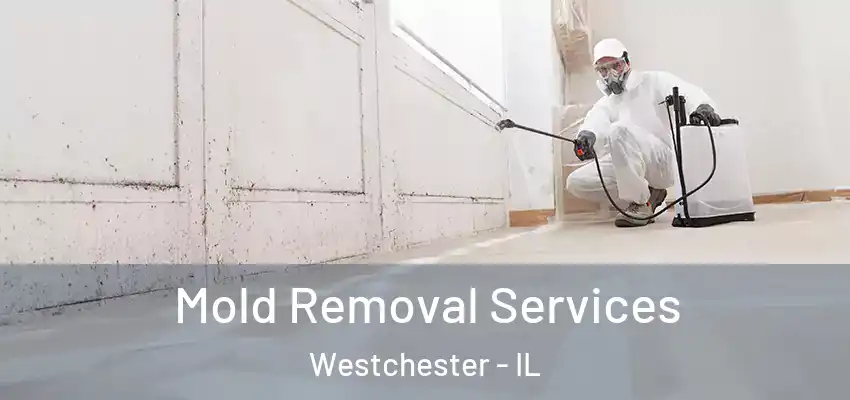  Mold Removal Services Westchester - IL