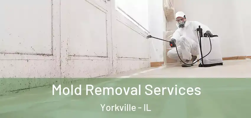  Mold Removal Services Yorkville - IL