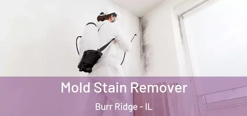 Mold Stain Remover Burr Ridge - IL