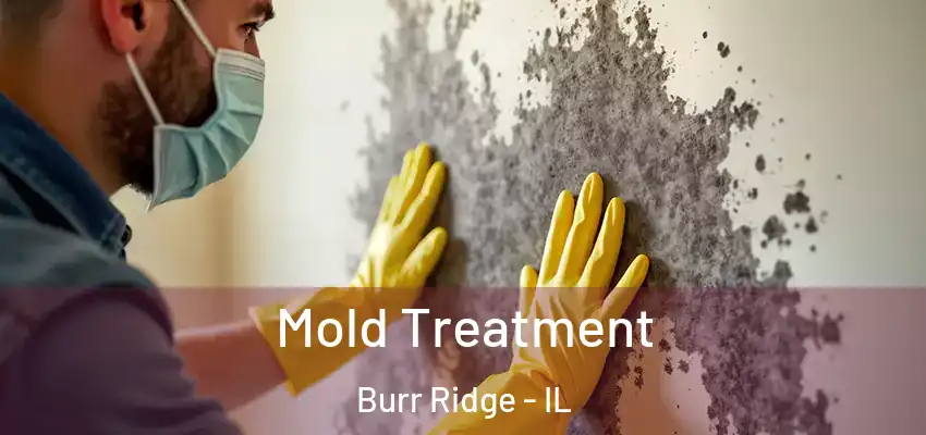  Mold Treatment Burr Ridge - IL